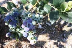 Blueberry Harvest 2013